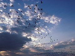 Snow Geese, Brigantine, New Jersey
